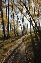 Obraz premium осень