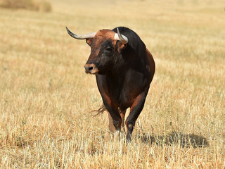 toro en el campo