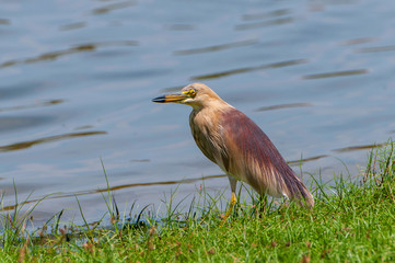 The Indian pond heron or paddybird (Ardeola grayii) in Yala National Park, Sri Lanka.