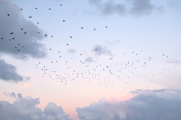Pink skies with clouds during sunset with many birds flying