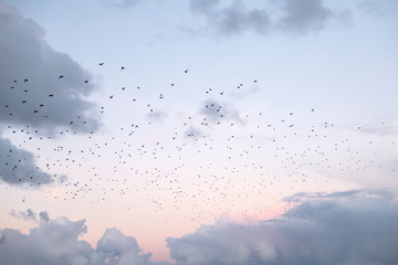 Różowe niebo z chmurami podczas zachodu słońca z wielu ptaków latających - 231211377