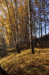 Fototapeta premium осень