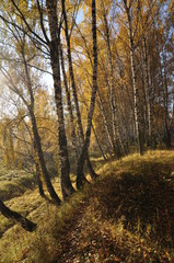 Fototapeta premium осень