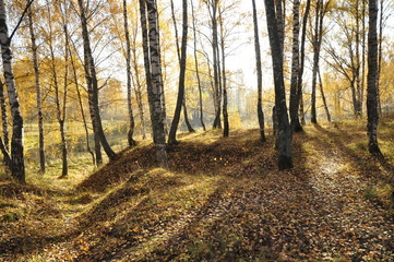 Fototapeta premium осень