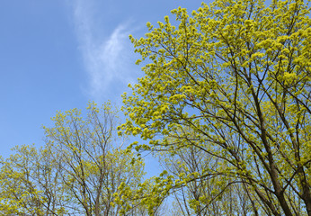 Norway maple trees in bright sunlight of early spring.
