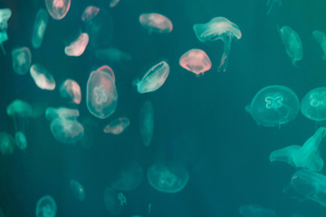 Naklejka na ściany i meble aquarium life, pink medusa and fish, animal photography, underwater