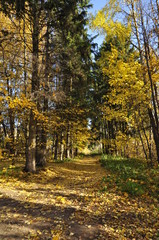 Fototapeta premium осень