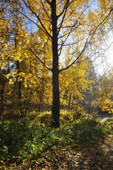 Fototapeta premium осень