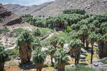 Fan palm trees in the rocky landscape of Indian Canyons near Palm Springs California in the Coachella Valley