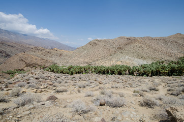 Fototapeta na wymiar An oasis of palm trees off in the distance in the Indian canyons area of Palm Springs, in Riverside County, California