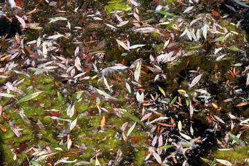 Fallen leaves of willow and algae on water