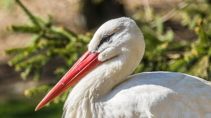 Colorful stork portrait