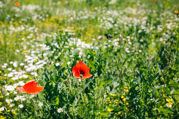 Beautiful red poppy field flowers in the grass. Sunny summer day nature. Green lawn camomile background. Floral wallpaper.