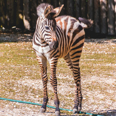 Beautiful young zebra portrait