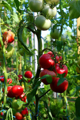 Red and green organic tomatoes ripening on the bush in a greenhouse