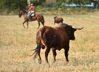 toro en el campo