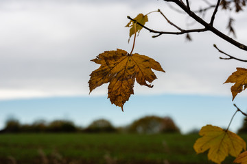 Ahornblatt im Herbst