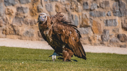 Big vulture walking on grass