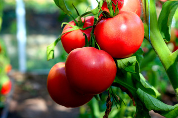 Red organic tomatoes ripening on the bush in a greenhouse