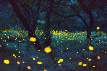 Bokeh light of firefly in forest