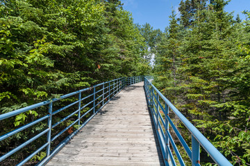 wooden bridge in the forest