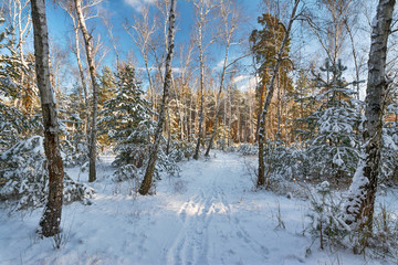 winter landscape. snowy forest. snow covered trees. coldly.