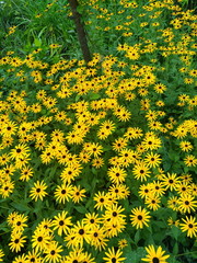 Obraz premium Yellow flowers