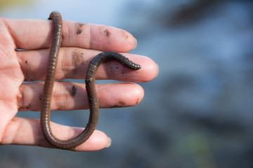 Female hand holding earth worms in her hand on blurred background.