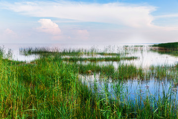 Green grass in the water. Big lake with grass. Beautiful landscape