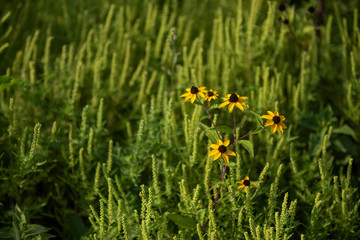 Obraz premium Flower and weed