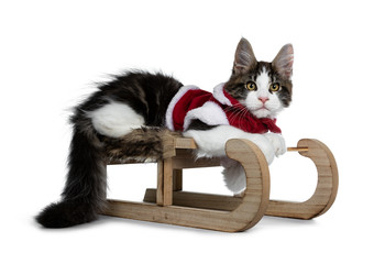 Sweet black tabby with white Maine Coon cat kitten wearing christmas cloths, laying on a wooden...