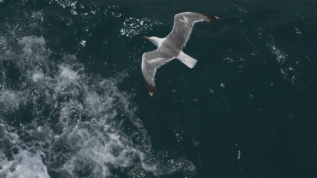 Seagulls fly in the sky over the sea from a ship in Italy.