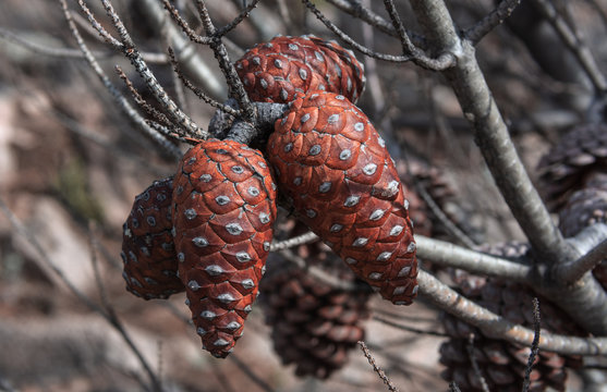 PI&Ntilde;AS