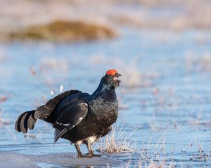 Lekking Black Grouse in Finland