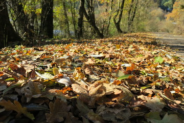 Carpet of autumn leaves. Fallen autumn leaves on the ground.