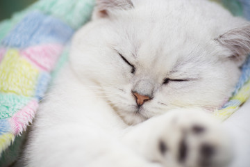 Beautiful cat breed Scottish straight chinchilla sleeping