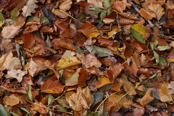 Carpet of autumn leaves. Fallen autumn leaves on the ground.