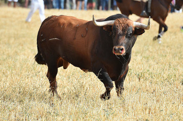 toro negro español en plaza de toros