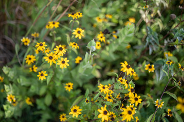 field of yellow flowers