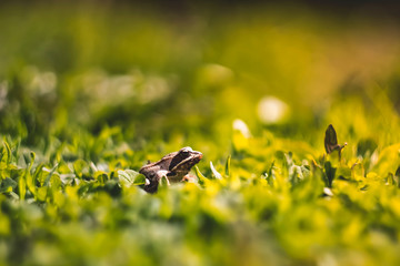 frog on a grass