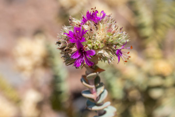 Life in dry extreme conditions, this is what the Cistanthe Salsoloides or Adesmia Atacamensis a Succulent from the Atacama Desert needs to do in order to life in the driest desert in the world. Chile
