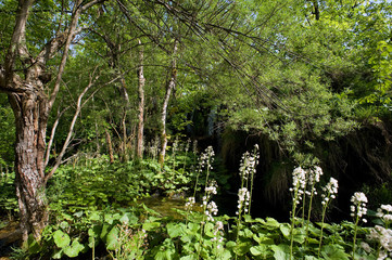 Im Nationalpark Plitvicer Seen, Kroatien