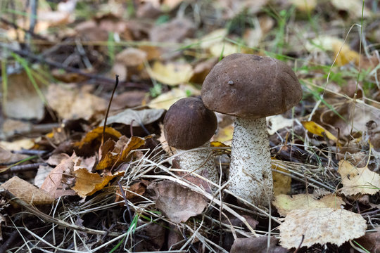 Brown cap boletus in the autumn forest