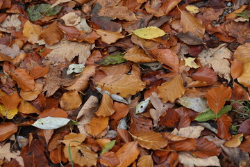 Carpet of autumn leaves. Fallen autumn leaves on the ground.