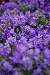 Feld mit kleinen lila Blumen