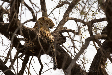 Leopard resting
