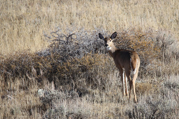 Mule Deer