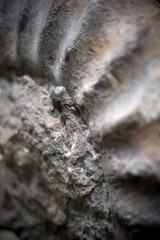 Versteinertes Fossil