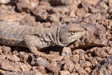 Andina Lizard (Liolaemus Andina or Torresi) in the amazing Desierto de Atacama (Atacama Desert), impressive fauna living in the driest desert environment in the world, Chile, a life in hard condition

