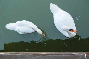 Two swans on a lake. Swans of white color float together on the lake.